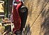 1952 MG MG-TD for sale 101236750