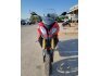 2016 BMW S1000XR for sale 201246698